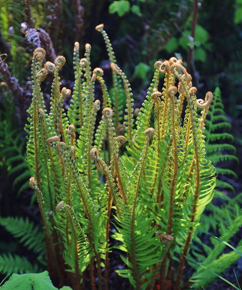 https://flic.kr/p/THZjdF | Polystichum munitum - Western Sword Fern Polystichum Munitum, Pnw Tattoo, Textiles Gcse, Dahlia Tattoo, Native Landscaping, Live Earth, Tattoo Reference, Reference Pics, Botanical Beauty