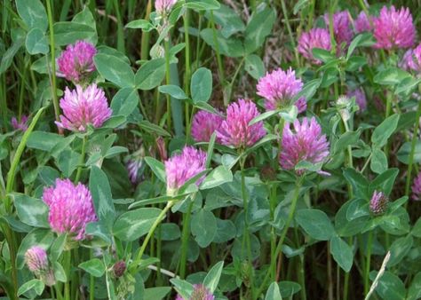 Red Clover (Trifolium pratense) | LONE PINE Trifolium Pratense, Clover Seed, Prairie Garden, Magenta Flowers, Red Clover, Seed Pack, Edible Landscaping, Tomato Seeds, Garden Borders