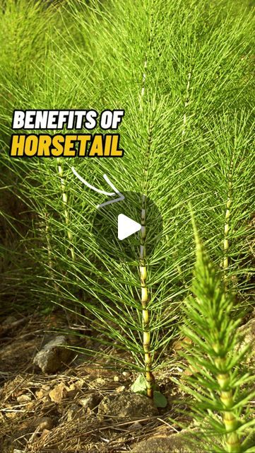 Horse Tail Plant, Horsetail Reed, Vegetable Beds, Going Nowhere, Vegetable Bed, Horse Tail, Garden Weeds, Deep Roots, Wild Plants