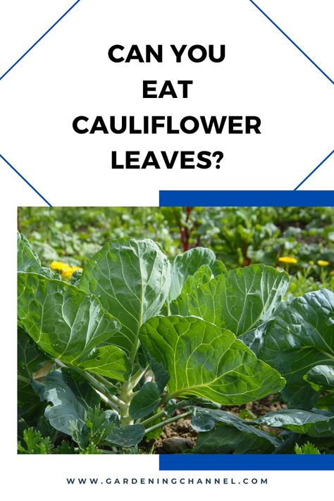 cauliflower in the garden with text overlay can you eat cauliflower leaves Cauliflower Leaves Recipe, Growing Cauliflower, Cauliflower Leaves, How To Cook Cauliflower, Cauliflower Plant, Indoor Herb, Cauliflower Crust Pizza, Cauliflower Pizza, Gardening 101