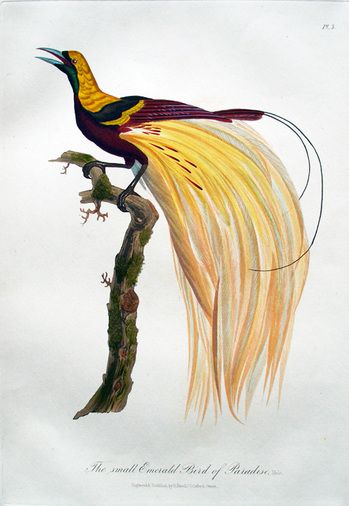 A Collection of the Birds of Paradise by Robert Havell, ca.1835 Burung Cendrawasih Art, Cendrawasih Illustration, Greater Bird Of Paradise, Parrot Drawing, Procreate Ipad Art, Batik Art, Art Poster Design, Exotic Birds, Vintage Birds