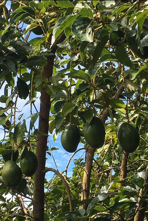 Ready to pick. An unusual photo, usually the tree is so dense with leaves. How we grow the tropical avocado we call the SlimCado...https://www.brookstropicals.com/all-about-slimcado/get-ready-to-grow-slimcados/ Tropical Avocado, Southern Florida, Mango Margarita, Tropical Sun, Avocado Tree, Mango Tree, New Fruit, Old Trees, Ancient Origins