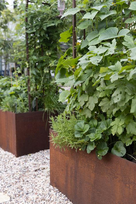 Modern Vegetable Garden, Vege Garden Design, Raised Veggie Gardens, Vegetable Garden Boxes, Kitchen Gardens, Garden Boxes Raised, Vegetable Planters, Corten Steel Planters, Steel Planters