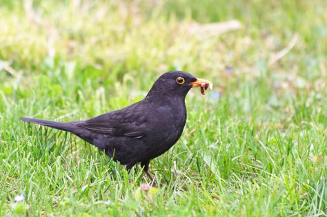 Controlling birds Female Blackbird, Bird Deterrents, Bird Control, Animal Body Parts, Outdoor Crafts, Grasses Garden, Food Garden, Blackbird, Green Grass