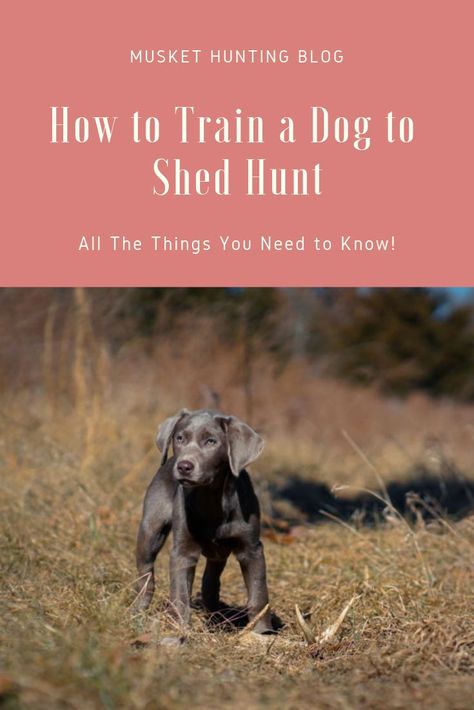 If you want to know how to train a dog to shed hunt, check out these amazing tips. You'll have your dog fetching quality sheds in no time. Train A Dog, Dog Minding, Easiest Dogs To Train, House Training Dogs, Dog Brain, Dog Training Techniques, Dog Shedding, Training Your Puppy, Dog Obedience