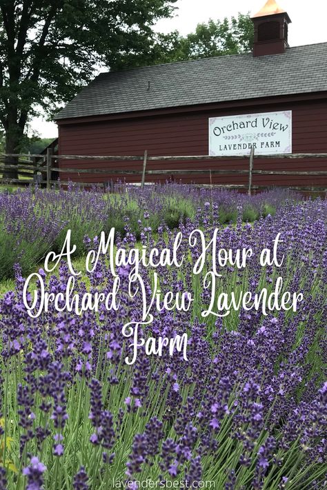 Lavender Growing, Lavender Farms, Lavender Farm Wedding, Lavender Shortbread, Jersey Day, Herb Farm, Smallest Wedding Venue, Garden Plots, English Lavender