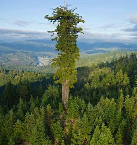 Hyperion, the world's tallest living tree.Hyperion is the name of a coast redwood (Sequoia sempervirens) in California that was measured at 115.92 m (380.3 ft), which ranks it as the world's tallest known living tree. Sequoia Sempervirens, Coast Redwood, Socotra, Redwood National Park, Giant Tree, Redwood Tree, Redwood Forest, California National Parks, Sequoia National Park