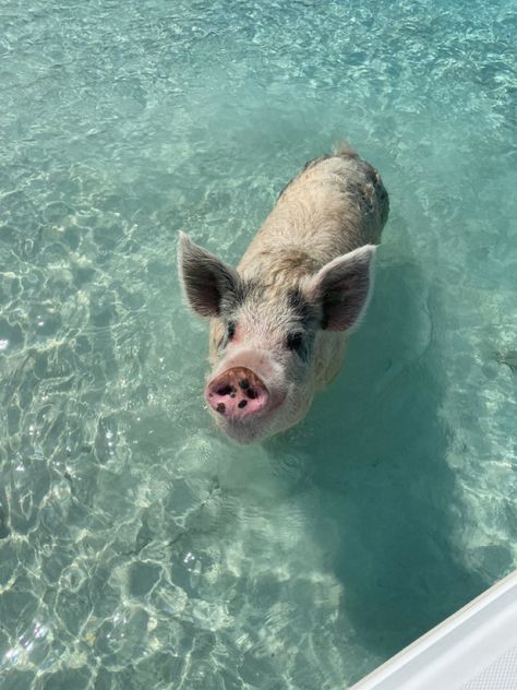 Pig Beach Bahamas, Bahamas Pigs, Bahamas Trip, Pig Beach, Bahamas Honeymoon, Exuma Bahamas, Swimming Pigs, Bahamas Travel, Bahamas Vacation