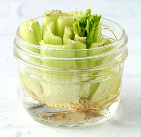 How To Regrow Celery, Regrow Lettuce, Regrow Celery, Grow Celery, Celery Plant, Teaching Plants, Planting Schedule, Growing Celery, Building A Garden