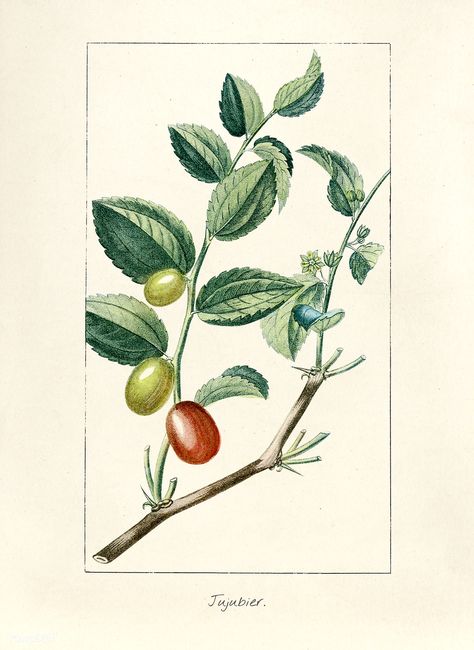 Antique illustration of fruit | free image by rawpixel.com Free Illustration Images, Hand Images, Fruit Food, Vintage Fruit, Fruit Illustration, Nature Artwork, Antique Illustration, Rare Flowers, Old Paper