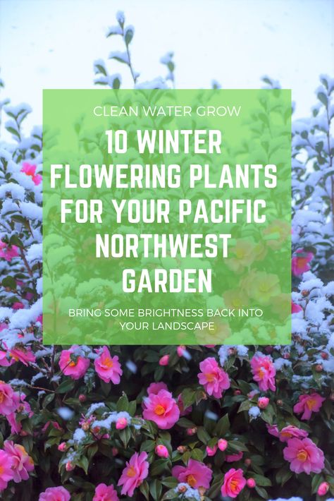 Pnw Garden Ideas, Pacific Northwest Yard Landscaping Ideas, Pacific Northwest Landscaping Ideas, Pacific Nw Landscaping Ideas, Pnw Gardening, Pnw Native Landscaping, Washington Landscaping Ideas, Pnw Landscape Design, Pnw Front Yard Landscaping