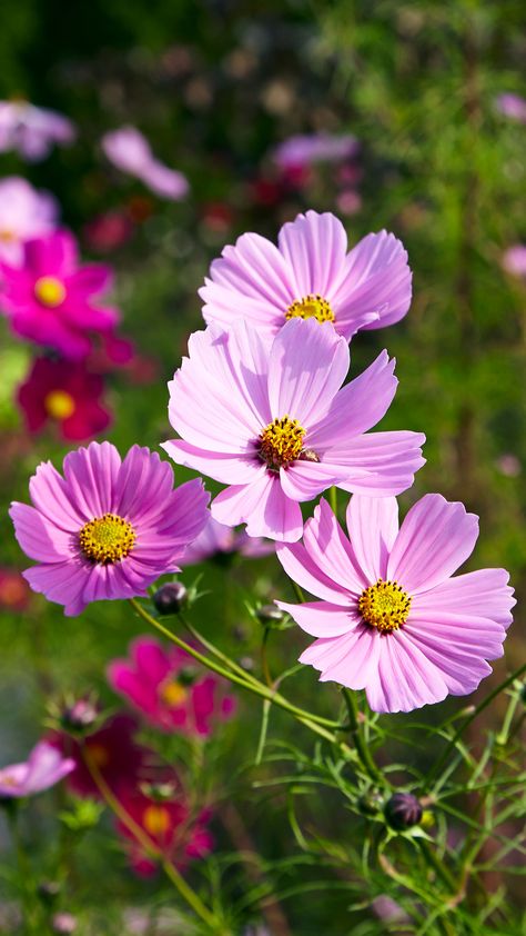 Pink cosmos flowers Cosmos Flowers Aesthetic, Cosmos Flowers Garden, Flower Garden Photography, Garden Cosmos, Cosmo Flower, Cosmos Plant, Flowers In Garden, Cottage Garden Flowers, Wildflower Photography