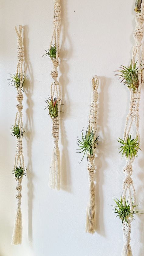 Air Plants and Air Plant Holder Set/air Plant Hanger/macrame | Etsy Air Plant Display Diy, Macrame Air Plant Hanger Diy, Air Plant Wall Display, Air Plants Display, Macrame Air Plant Hanger, Air Plants Diy, Air Plant Wall, Air Plant Garden, Air Plant Hanger