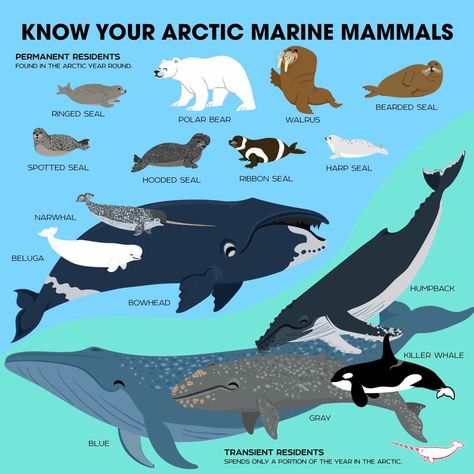 Arctic. Bowhead Whale, Baleen Whales, Animals Information, Fun Facts About Animals, 동화 삽화, Arctic Animals, Endangered Animals, Marine Mammals, Animal Species