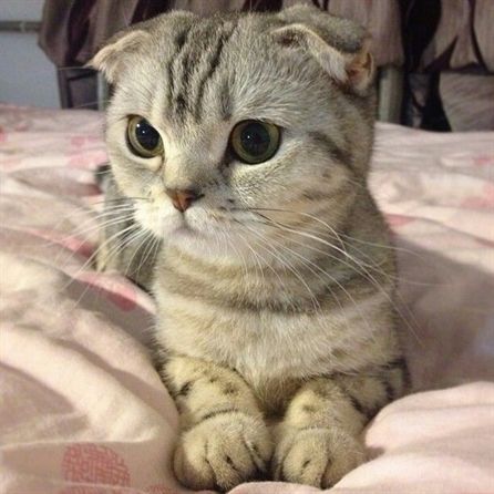 Hey buddy Scottish Fold cat, you want to cuddle? #cute #animals #cats Cats With Small Ears, Fancy Cats, Puppies And Kitties, Scottish Fold, Kittens Funny, Cute Wild Animals, Funny Cat Pictures, Cute Cats And Kittens