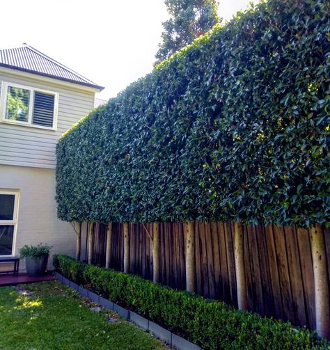 Ficus fence Ficus Tuffi Hedge, Small Hedge Plants, Backyard River, Ficus Hedge, Ficus Nitida, Hedge Fence, Hedge Garden, Privacy Hedges, Fence Planters