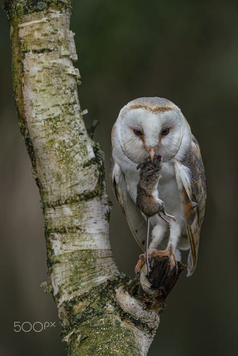 Beautiful Barn owl (Tyto alba) eating a mouse (prey). by Albert Beukhof / 500px Barn Owls, Nocturnal Birds, Pretty Birds, Barn Owl, Cute Owl, Birds Of Prey, A Mouse, Bird Feathers, Owls