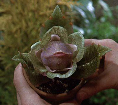 Sculpt Ideas, Audrey 2, Audrey Ii, Alien Plants, Little Shop Of Horrors, Mean Green, Funny Scenes, Carnivorous Plants, Doll Repaint