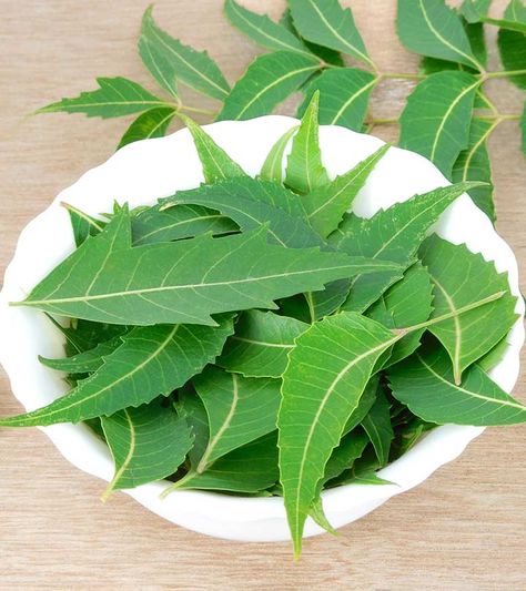 Neem leaves have been a part of granny's treatments for skin hair & health for a long time. Here are the 18 benefits of neem leaves for hair, skin & health that make it so useful Neem Leaves, Home Remedies For Dandruff, Thick Hair Remedies, Getting Rid Of Dandruff, Neem Oil, Skin Remedies, Medicinal Herbs, Oils For Skin, Dandruff