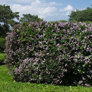 Natural fences constructed of shrubbery, trees, or flowering bushes are attractive and environmentally friendly havens for songbirds, butterflies, and other desirable fauna. These living fences also provide an eye-catching way to define your property’s boundaries, and they serve as effective and visually pleasing privacy screens—as the adage says, “good fences make good neighbors.” Here are 11 ideas for integrating a natural fence into your own property. Glass Bottle Tree, Colorful Glass Bottles, Fence Architecture, Fence Backdrop, Korean Lilac, Living Fences, Fence Photography, Fence House, Fence Decorations