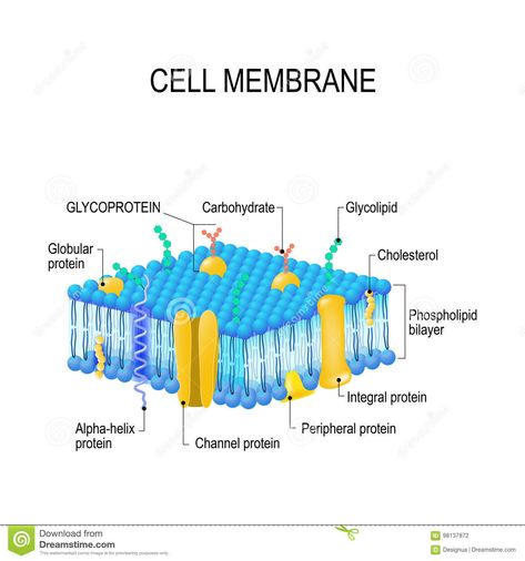 Cell Membrane Model Projects, Cell Membrane Diagram, Cell Membrane Structure, Anatomy Notes, 3d Cell, Membrane Structure, Plasma Membrane, Study Flashcards, Biology Lessons