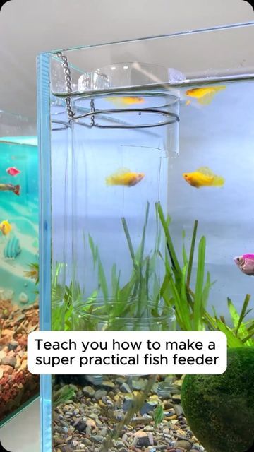 Diy Fish Hideout, Fish Feeder, Turtle Tank, Fish, Ring