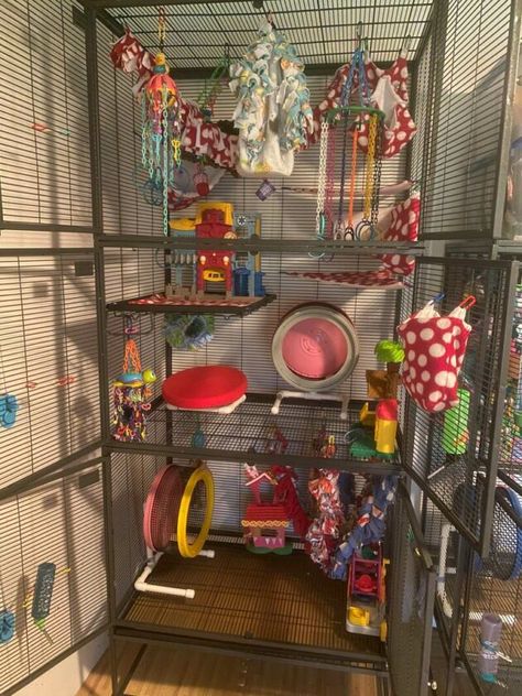 Cage Setup – Sugar Glider Guardians Diy Sugar Glider Cage, Sugar Glider Cage Ideas, Sugar Glider Cage, Sugar Glider Toys, Sugar Gliders, Pet 1, Bird Houses Diy, Sugar Glider, Pet Cage