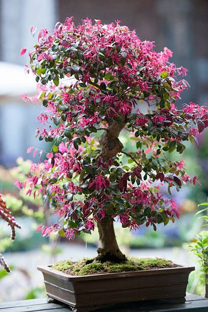 Bonsai Meaning, Bonsai Azalea, Bougainvillea Bonsai, Bonsai Trees For Sale, Chinese Plants, Bonsai Pruning, Bonsai Tree Types, Bonsai Care, Bonsai Tree Care