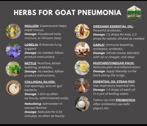 Goat Care, Oregano Essential Oil, Ayurvedic Healing, Immune Boosting, Herbal Remedies, Probiotics, Oregano, Cider, Goats