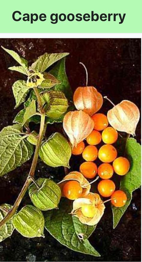 Cape gooseberry plant | Trade Me Gooseberry Plant, Ground Cherry, Fringe Tree, Cape Gooseberry, Garden Totems, Rare Seeds, Grandmas Garden, Types Of Fruit, Rainbow Food