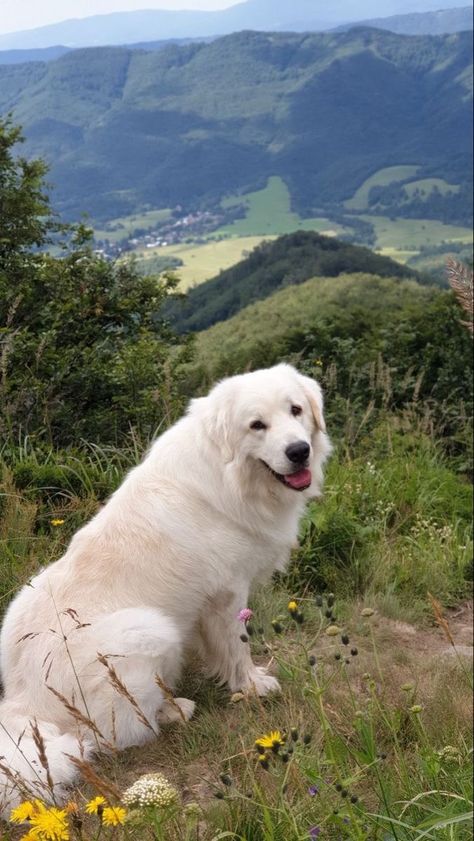 Dog Great Pyrenees, Maremma Dog, Pyrenees Puppies, Maremma Sheepdog, Great Pyrenees Puppy, Pyrenean Mountain Dog, Pyrenees Dog, Livestock Guardian Dog, Livestock Guardian