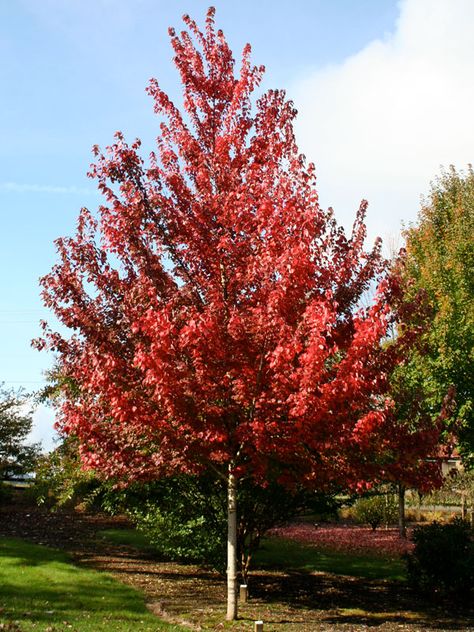 Brandy Wine Maple Tree, Acer Rubrum, Red Maple Tree, Red Fall, Seasonal Displays, Red Maple, Red Leaves, Maple Tree, Deciduous Trees