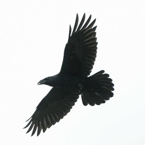 Common Raven in flight underneath photo | Jays, Magpies and Crows | Birds | Bob Armstrong's Photos | naturebob.com Raven In Flight, Common Raven, The Long Dark, Crow Bird, Yennefer Of Vengerberg, Raven Tattoo, Crows Ravens, Png Aesthetic, Six Of Crows