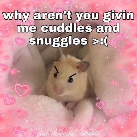 Cuddle Memes Couples Funny, Wholesome Memes Dirty, Cuddling Meme, Wholesome Relationship, Wholesome Animals, Funny Wholesome, Chat Memes, Bf Memes, Silly Cars