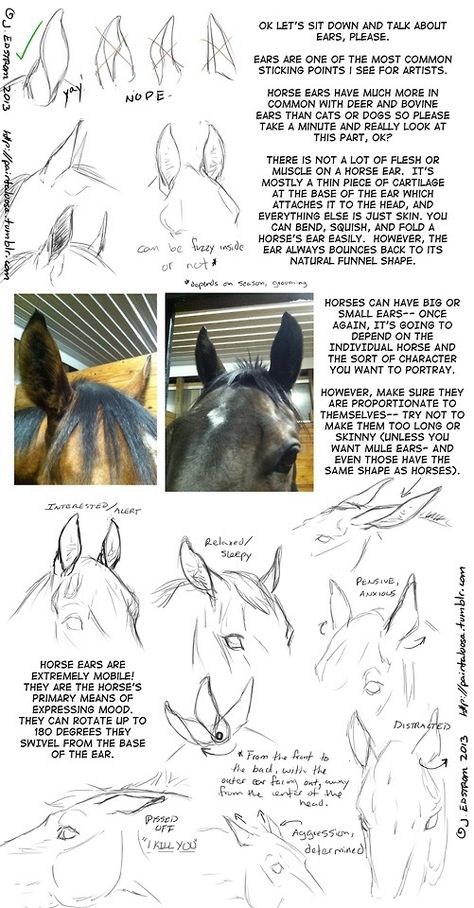 . Horse ears Drawings Of Horses, Crazy Poses, Reference Tutorial, Gods Inspiration, Horse Drawing Tutorial, 4 Drawing, Animal Skeleton, Monster Sketch, Horse Art Drawing