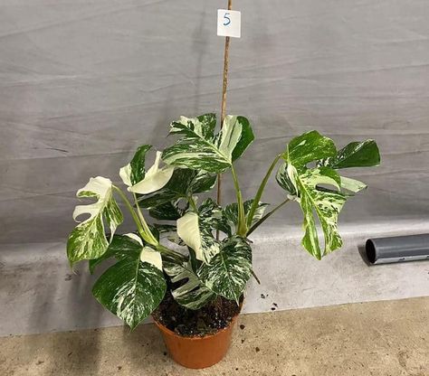 Monstera Care, Thai Constellation, Variegated Monstera, Monstera Albo, Variegated Plants, Monstera Plant, Monstera Deliciosa, Peru, House Plants