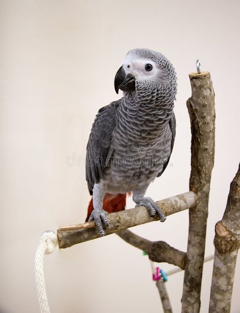 Young African Grey Parrot. African Grey Parrot Sitting on a Tree Perch #Sponsored , #PAID, #AFFILIATE, #African, #Tree, #Perch, #Grey Parrot Quotes, Gray Parrot, Congo African Grey, Monthly Cleaning, Bird Mom, Puffins Bird, Parrot Pet, Amazon Parrot, Grey Parrot