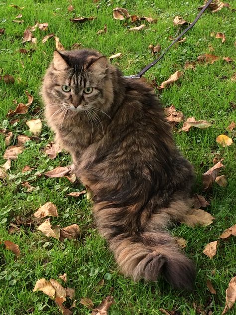 Torbie Cat Long Hair, Long Hair Cats Breeds, Domestic Long Haired Cat, Fluffy Cat Breeds, Siberian Forest Cat, Green Eyed Cat, Cat Reference, Long Haired Cats, Forest Cat