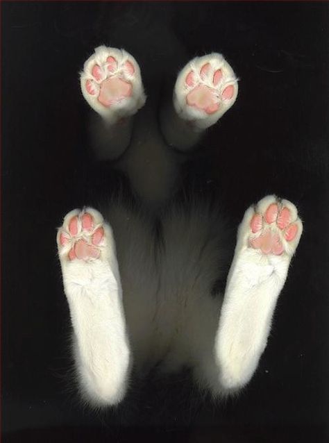 Cat Scan, Nosara, Söt Katt, Cat's Paw, 강아지 그림, Cat Paws, Cats Meow, Cat Owners, The Shape