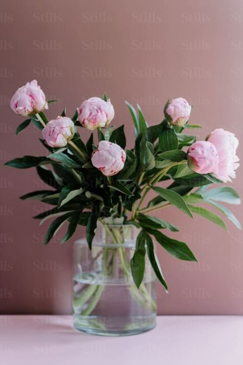 by Alina Nechaeva | Available to license on stills.com Pink Peonies, Wooden Tables, Bud Vases, Peonies, Still Life, Light Colors, Stock Images, Vase, Pink