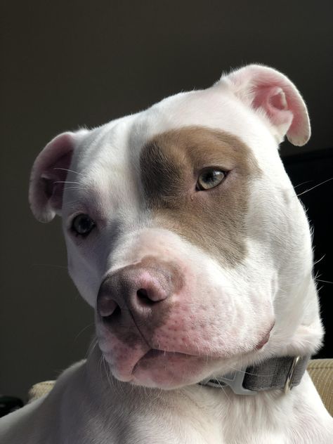 Rudy #pitbulls #pitbullpuppies #pitbullterrier #pitbulldog Pitbull Mix Breeds, Pitbull Mix Puppies, Cute Pitbulls, White Pitbull, Pretty Dogs, Pitbull Puppies, Pitbull Mix, Sweet Dogs, Cute Dogs And Puppies