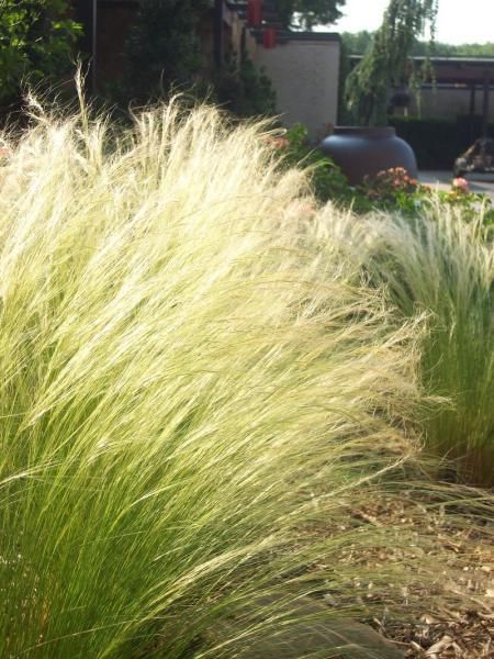 Nassella Stipa tenuissima_mexican_feathergrass_austin_native_landscaping_texas_plants Texas Flower Bed Ideas, Nassella Tenuissima, Landscape Remodel, Garden Grasses, Texas Landscaping, Mexican Feather Grass, Toxic Plants, Native Grasses, Texas Plants