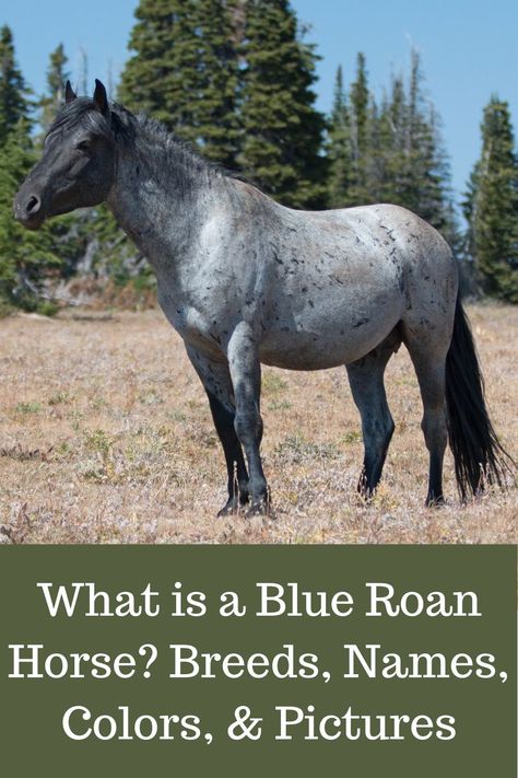 A look a blue roan horses.#blue roan,#blue roan breeds,roan horses,roan names, Blue Roan Horse Names, Horses Blue Roan, Blue Roan Horses, Blue Roan Quarter Horse, Blue Roan Horse, Roan Horse, Different Horse Breeds, Colors Pictures, Horse Facts