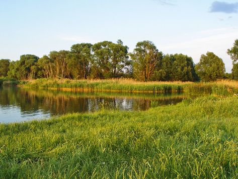 Shore of the lake at the evening | View of the shore of a sm… | Flickr Changing Aesthetic, Evening View, Lake Shore, Small Lake, Divine Nature, Aesthetic Stuff, Summer Inspiration, Nature Themed, Nature Aesthetic