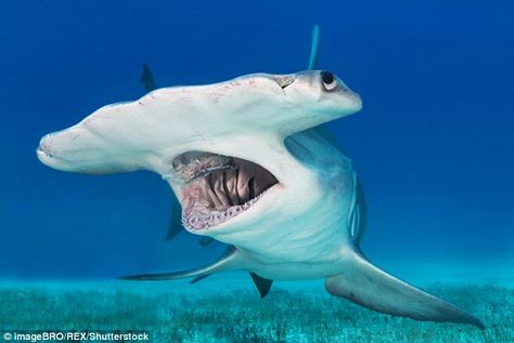 'I didn't know they could grow that big, what a beast!' - Tony Martelo was shocked by the ... Creature Marine, Shark Photos, Shark Pictures, Fauna Marina, Deep Sea Creatures, Water Animals, Hammerhead Shark, Underwater Creatures, Underwater Life