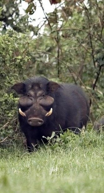 Baby Exotic Animals, Wild Hogs, Feral Pig, Wild Boar Hunting, Animal Photography Wildlife, Boar Hunting, Wild Pig, Wild Hog