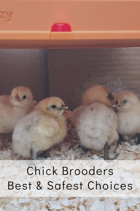 Baby chicks staying warm and safe under a chick brooder plate Brooder Box Ideas Diy Baby Chicks, Brooder Box Ideas Diy, Brooder Box Ideas, Brooder Box, Chicken Brooder, Pine Shavings, Automatic Chicken Coop Door, Day Old Chicks, Raising Chicks