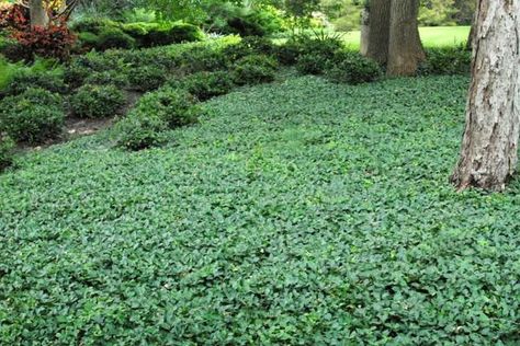 Asian Jasmine, Shades Of Maroon, Growing Grass, Small Shrubs, Ground Cover Plants, How To Grow Taller, Garden Soil, Growing Tree, Ground Cover