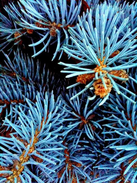 ~Little pine tree by jeremiah, via Flickr Blue Pine, Twilight Blue, Fir Trees, Blue Spruce, Tree Hugger, Pine Green, Pine Needles, Feeling Blue, Love Blue