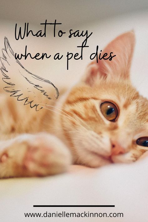 When You Lose A Pet Cat, Cat Died Sorry Your, Animal Communication Quotes, Saying Goodbye To A Pet Cat, Quotes For Cats That Have Died, Sympathy For Loss Of Cat, Sympathy Cat Loss, Cat Condolences Loss Of Pet, Pet Condolences Cat